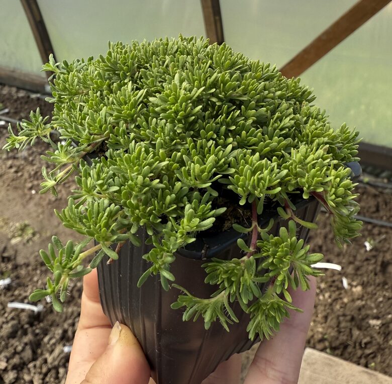 Vidusjūras timiāns (pieejams jūnijā)