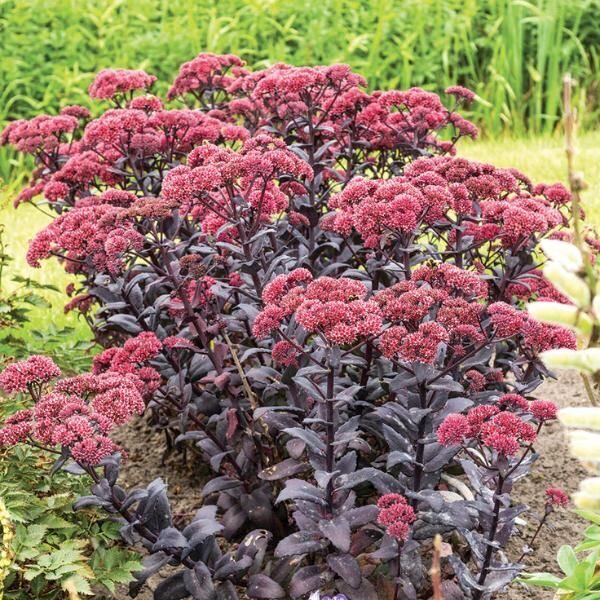 Čīkstene “Jose Aubergine”