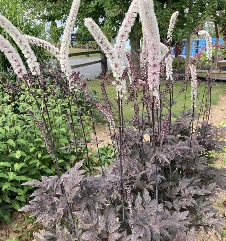 Sudrabsvece 'Pink Spike'