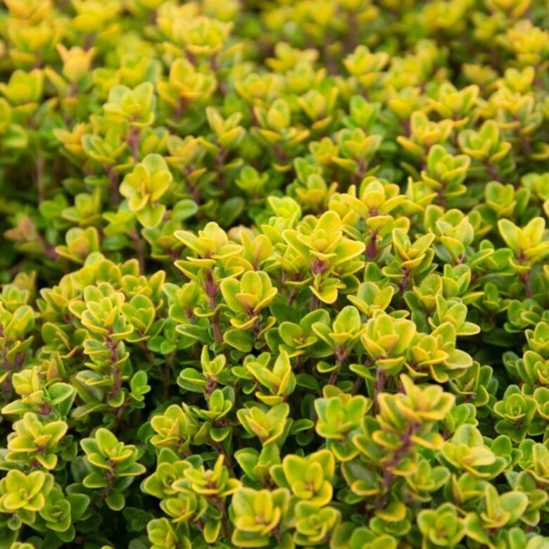 Thymus citriodorus 'Aureus'