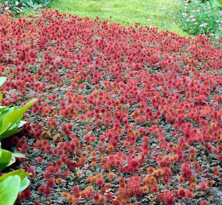 Acaena “Kupferteppich”