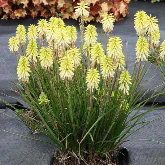 Kniphofia 'Poco Citron'