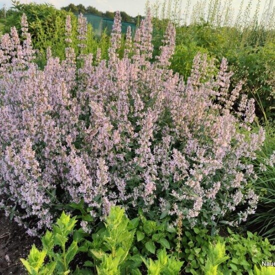 Nepeta racemosa 'Amelia'
