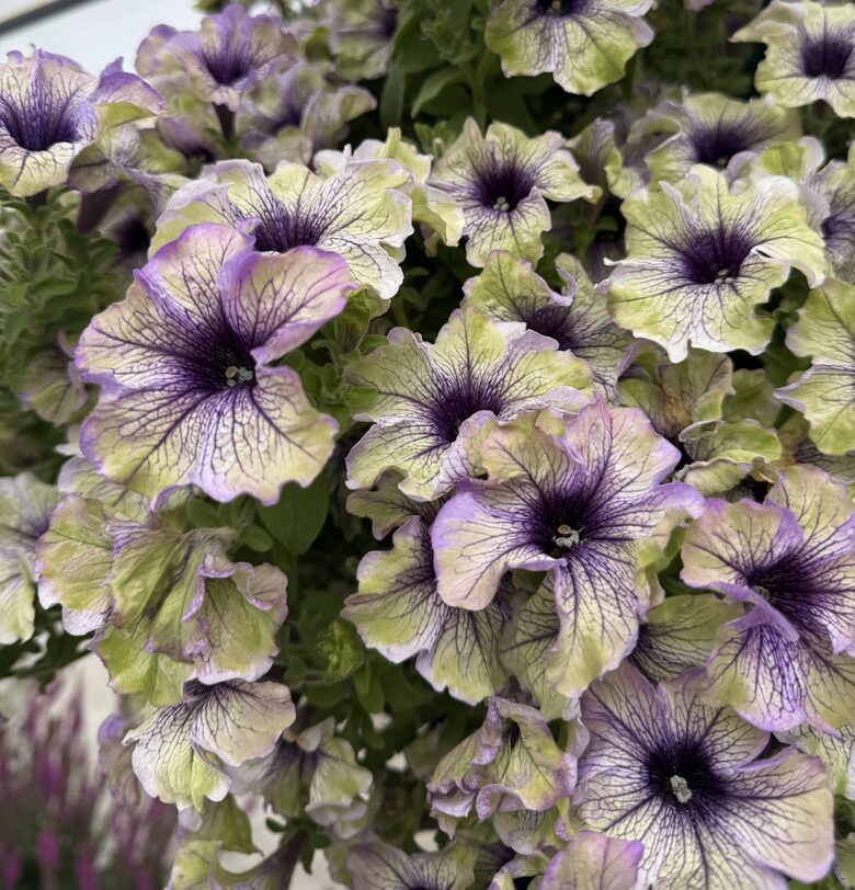 Petūnija “Plum Cockattoo” (pieejams no jūnija)