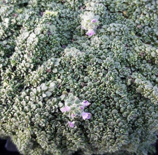 Timiāns “Minor” 