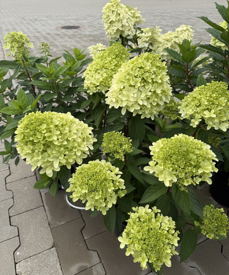 Hortenzija “Mojito” 