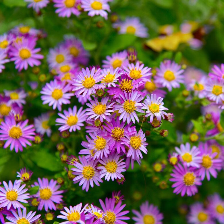 Ziemastere “Ezo Murasaki”