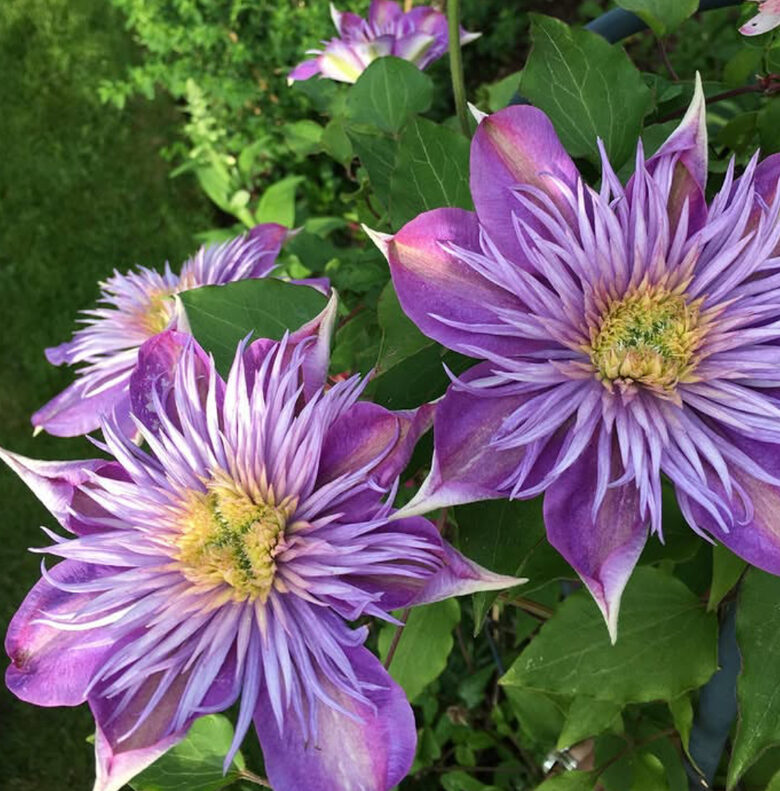 Mežvītenis 'Crystal Fountain'  (pieejams no jūnija)