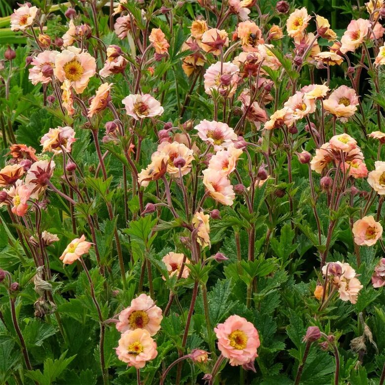 Bitene “Mai Tai”