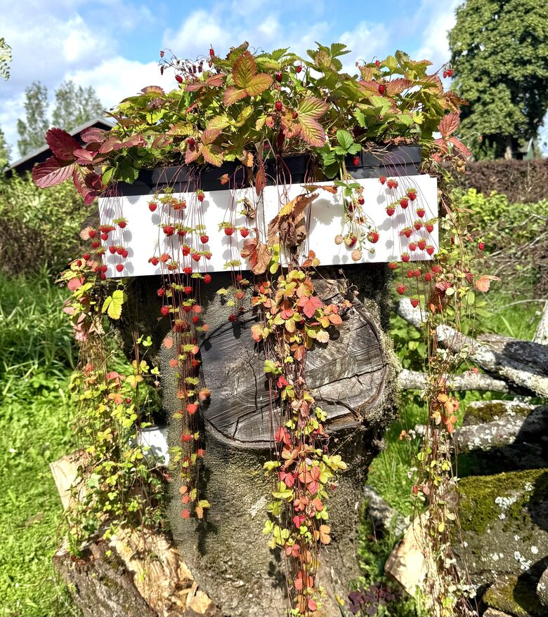 Nokarenā mēnešzemene 'Attila'  (pieejams no jūnija)