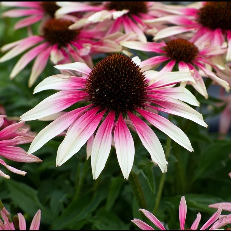Ehinācija 'Fountain Pink Eye'  (pieejams no jūnija)