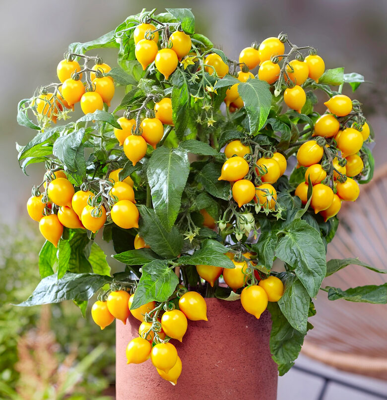 Balkona tomāti “Evita Compact Yellow”  (pieejams no jūnija)