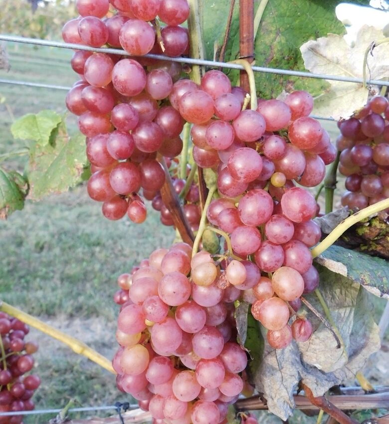 Bezsēklu vīnoga “Vanessa”