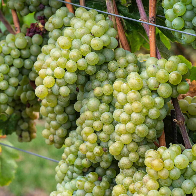 Bezsēklu vīnoga “Himrod”