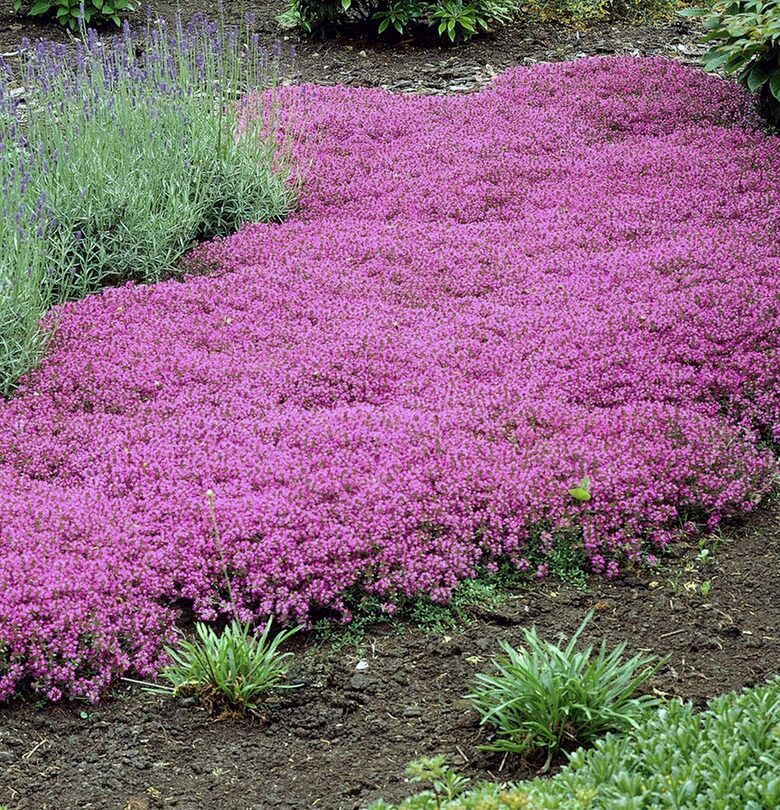 Vilnainais mārsils “Coccineus”