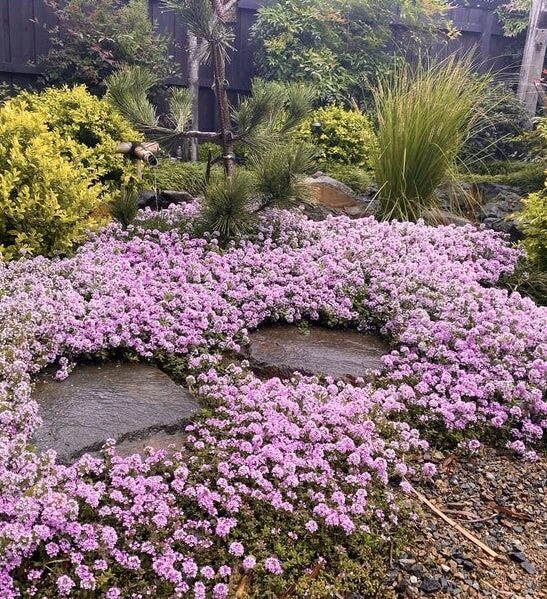 Vilnainais mārsils “Pink Chintz”