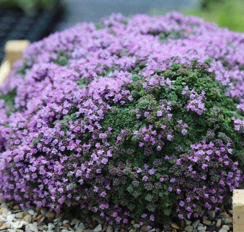 Timiāns “Elfin”  (pieejams jūnijā)