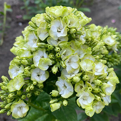 Floksis “Orchid Green” (pieejams no jūnija)