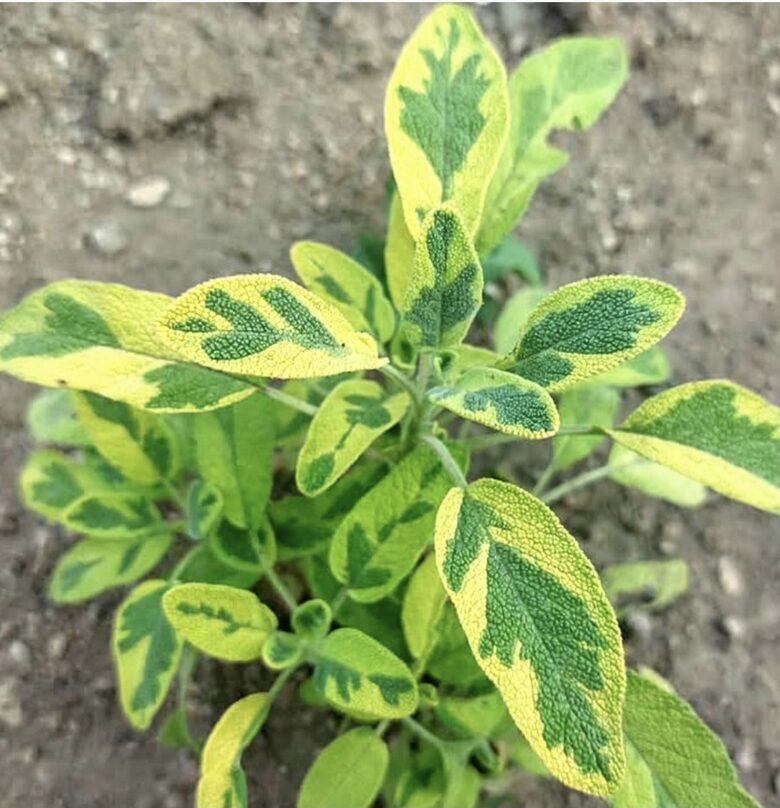 Ārstniecības salvija “Goldblatt”  (pieejams no jūnija)