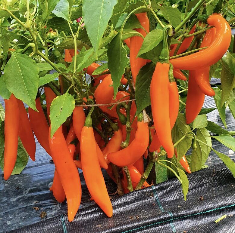 Podu paprika “Bananas”  (pieejams no jūnija)