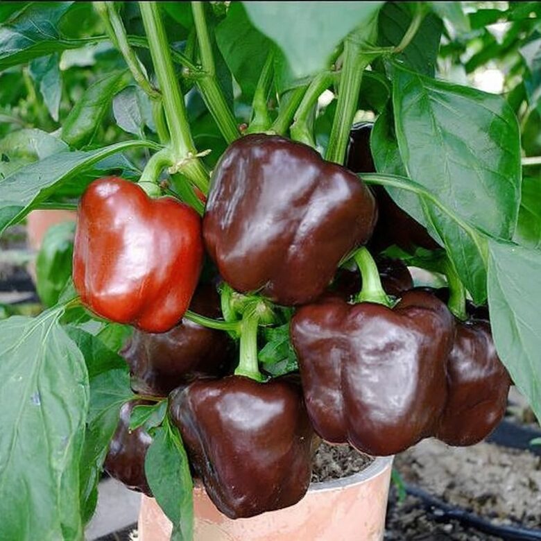 Podu paprika “Saldā Šokolāde”  (pieejams no jūnija)