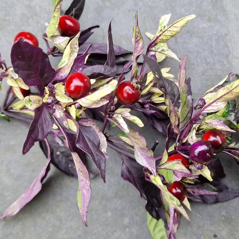 Podu čili pipars “Purple Flash” (pieejams no jūnija)