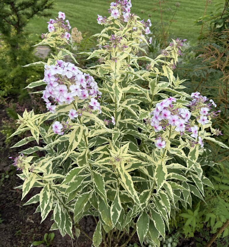  Floksis “Nora Leigh”  