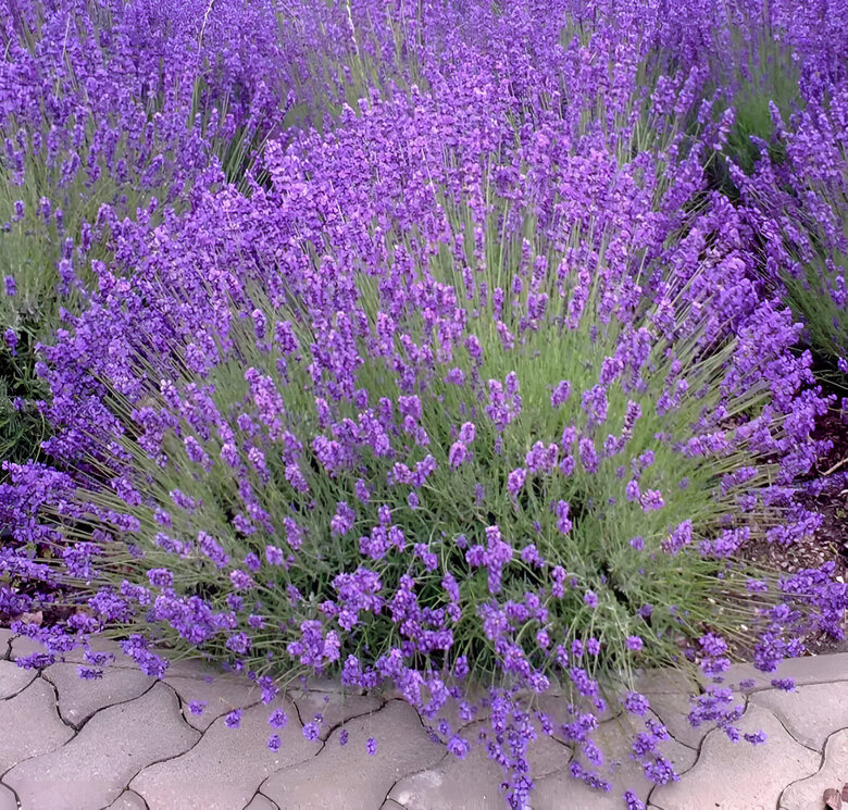 Lavanda “Munstead” (pieejams no jūnija)