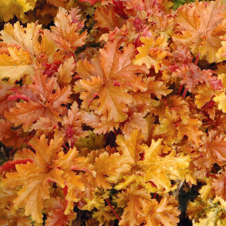 Heihera “Northern Exposure Amber”