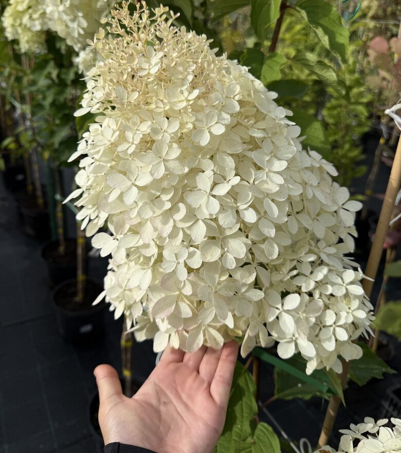 Hortenzija “Hercules” (Piegāde no 20.-22. aprīlim)