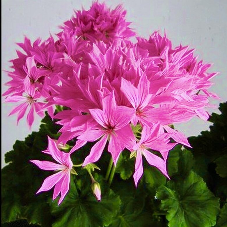 Pelargonija 'Fireworks Pink'  (pieejams no jūnija)