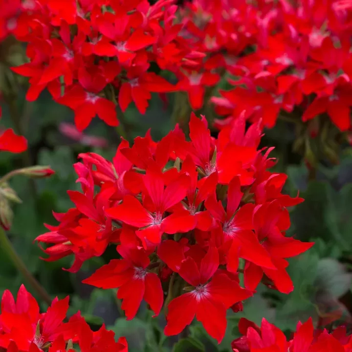 Peargonija 'Fireworks Scarlet'  (pieejams no jūnija)