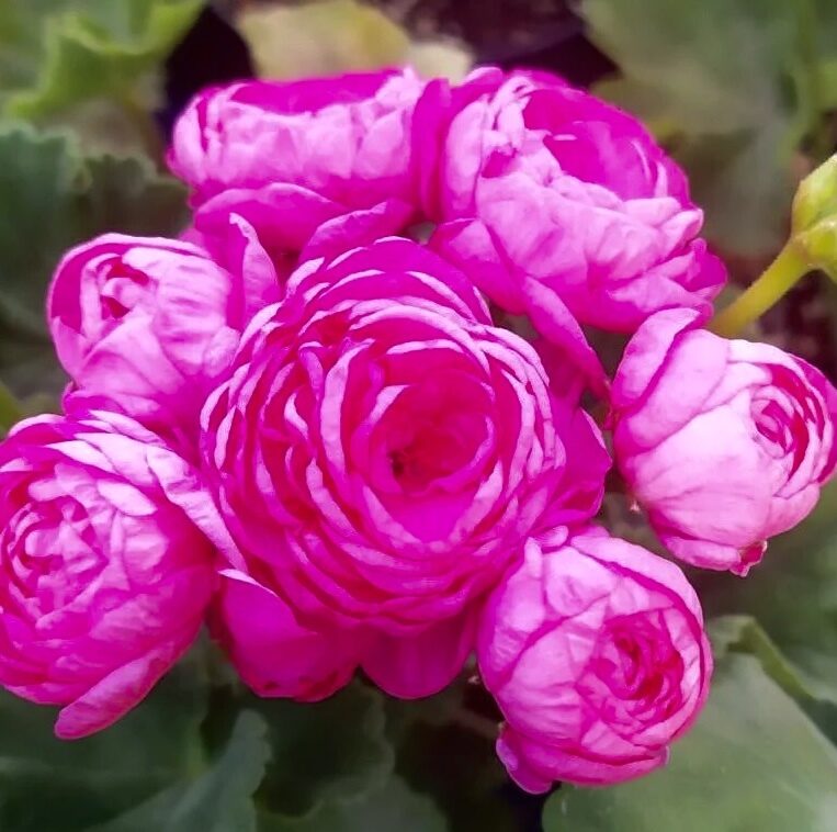 Pelargonija 'Dronning Margrethe'  (pieejams no jūnija)