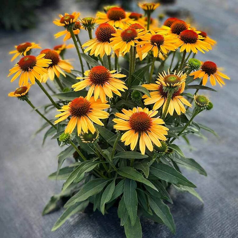 Ehinācija 'Pearl Sunny'  (pieejams no jūnija)