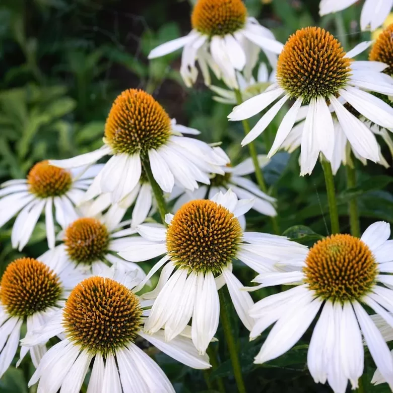 Ārstniecības ehinācija “Alba”  (pieejams no jūnija)