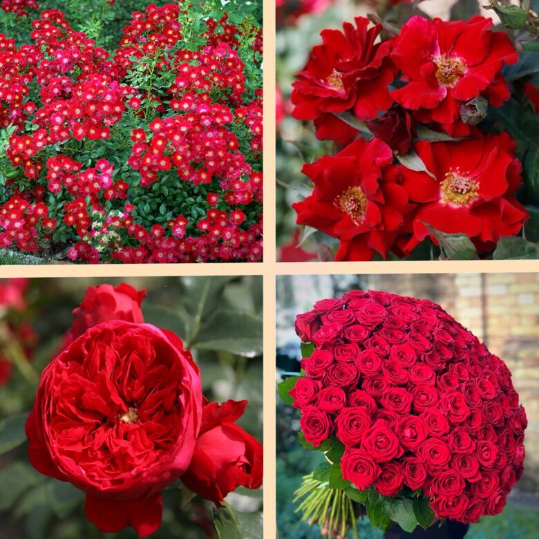 Rožu komplekts “Klasika” - 4 stādi