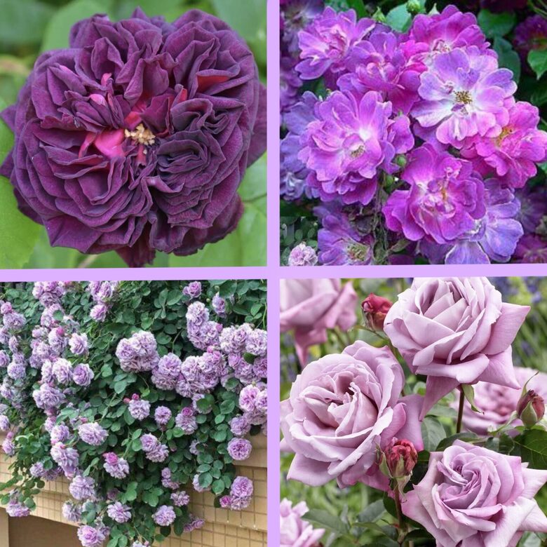 Rožu komplekts “Romantika” - 4 stādi