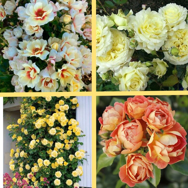 Rožu komplekts 'Saulainais' - 4 stādi