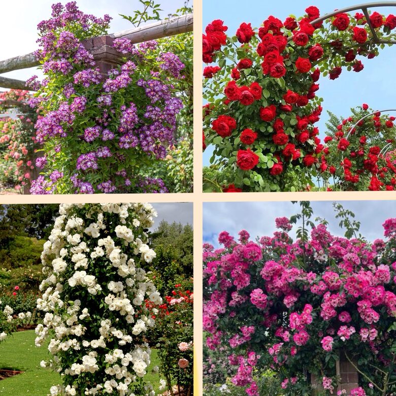 Vīteņrožu komplekts - 4 stādi