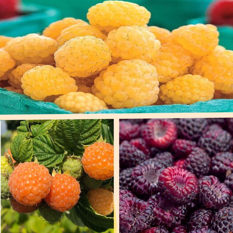 'Summer Lovers' sērijas aveņu komplekts - 3 stādi