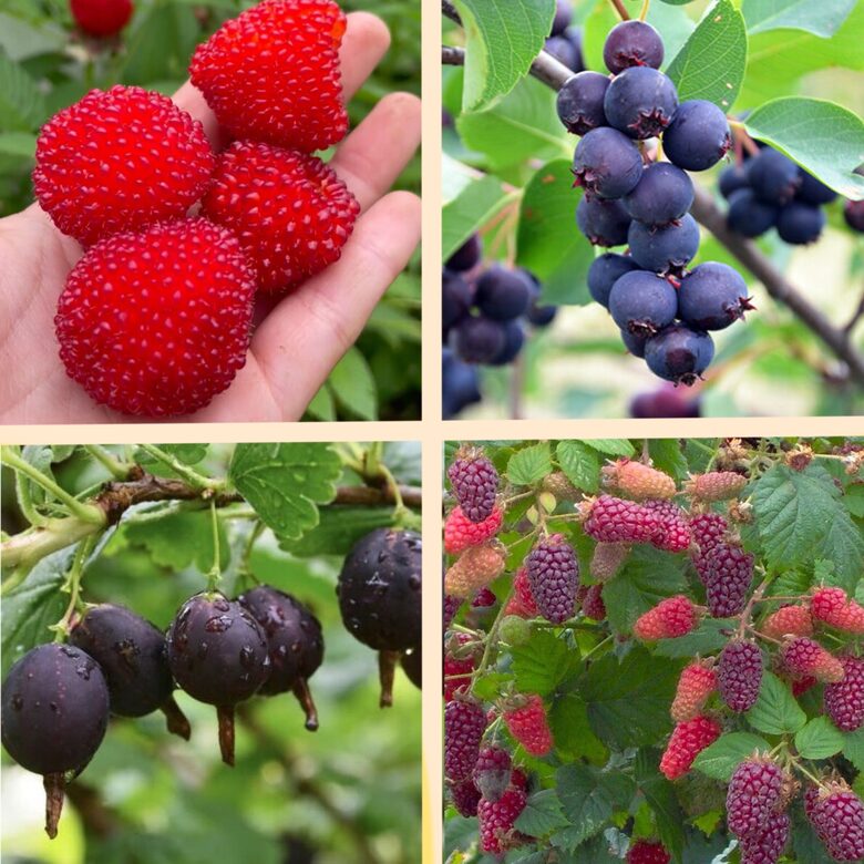 Ogu komplekts 'Neparastais' - 4 stādi