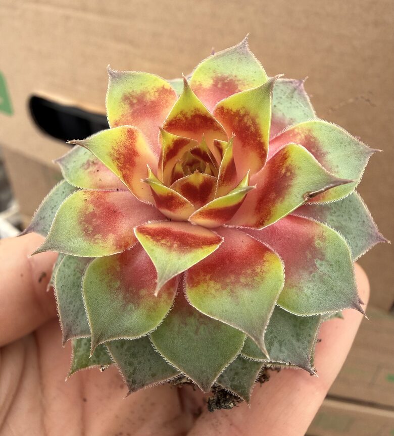 Jaunstāds - Saulrietenis 'Ultra Red'