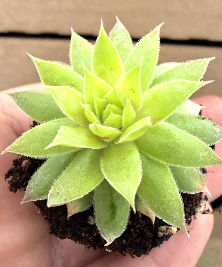 Jaunstāds - Saulrietenis 'Electric Lime'