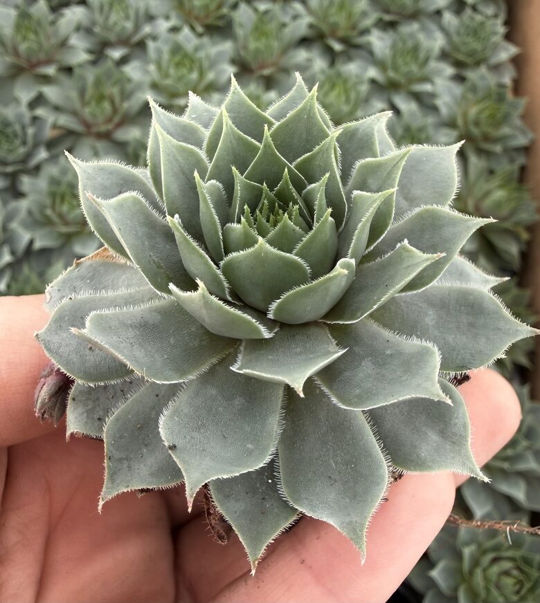 Jaunstāds - Saulrietenis 'Glacier Blue'