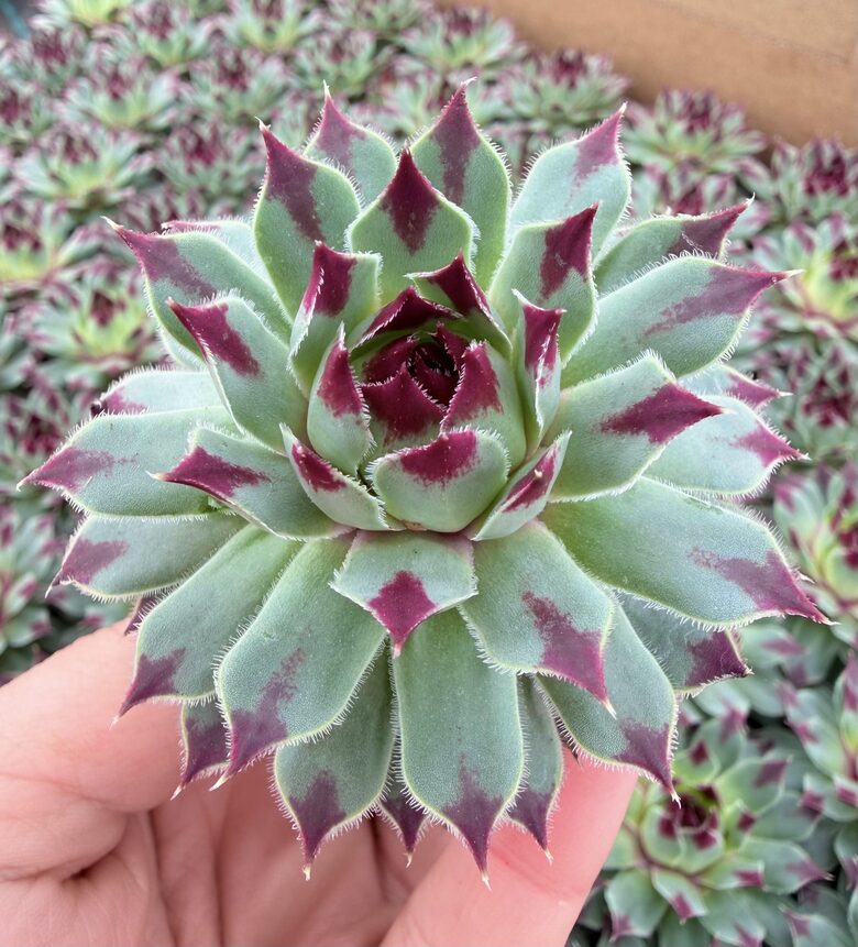 Jaunstāds - Saulrietenis 'Mint Marvel'