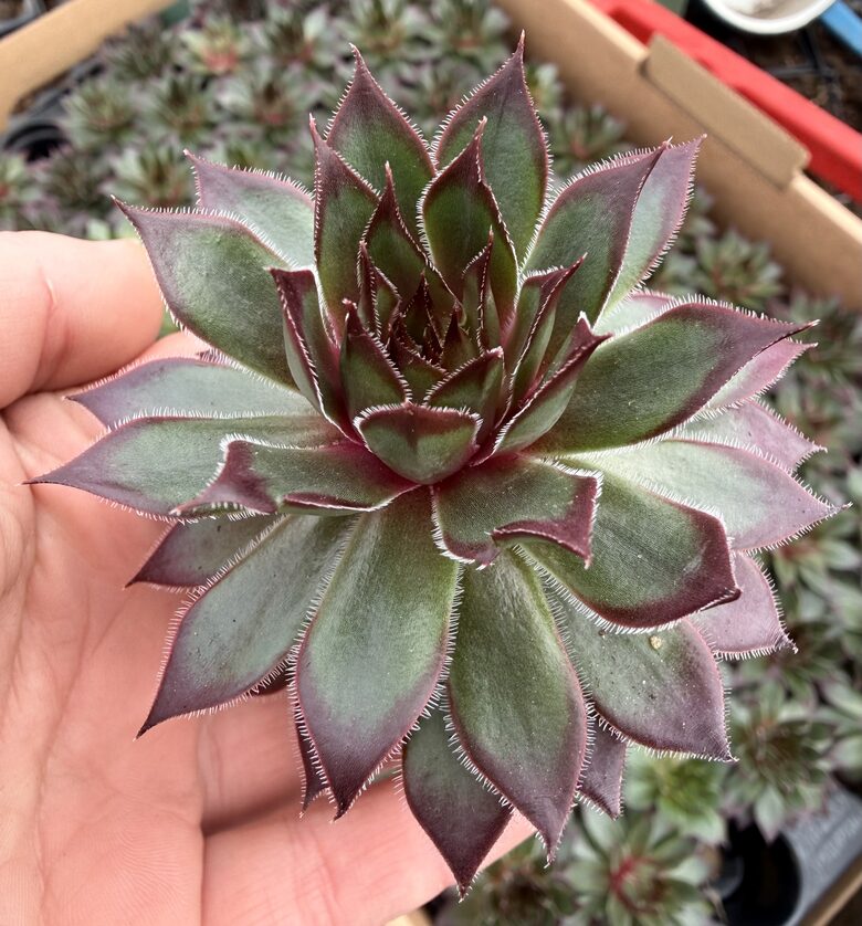 Jaunstāds - Saulrietenis 'Butterscotch Baby'