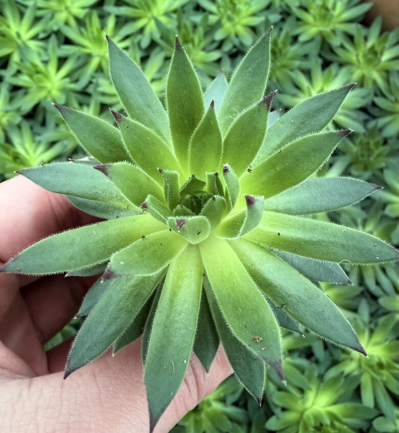 Jaunstāds - Saulrietenis 'Tipped in Green'