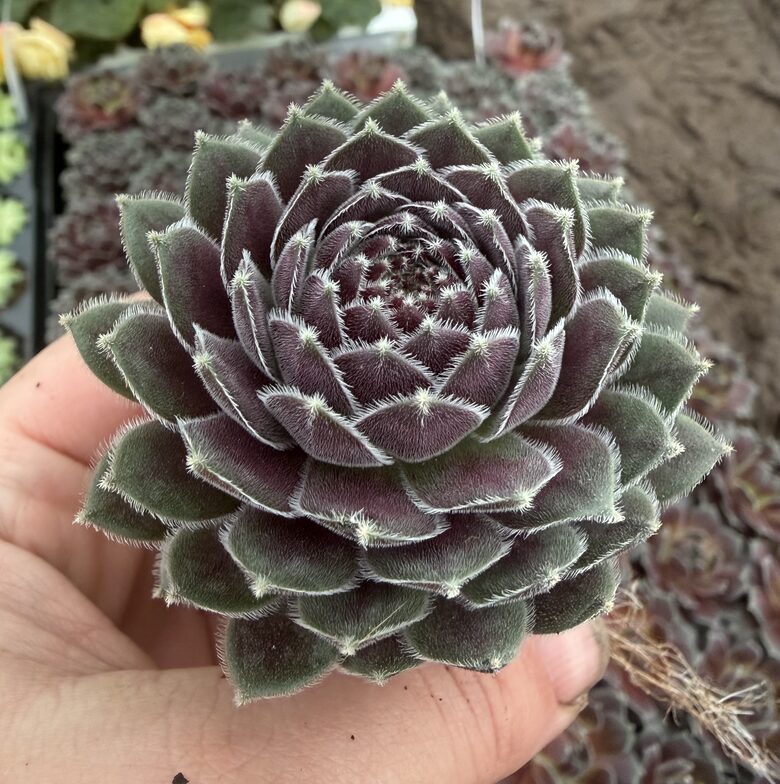 Jaunstāds - Saulrietenis 'Berry Bomb'