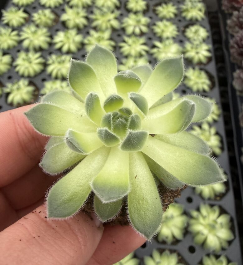 Jaunstāds - Saulrietenis 'Sugar Shimmer'