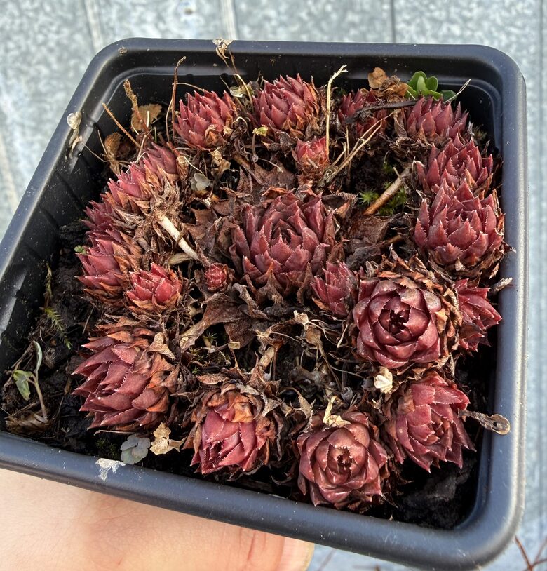 Saulrietenis 'Ruby Rogue'